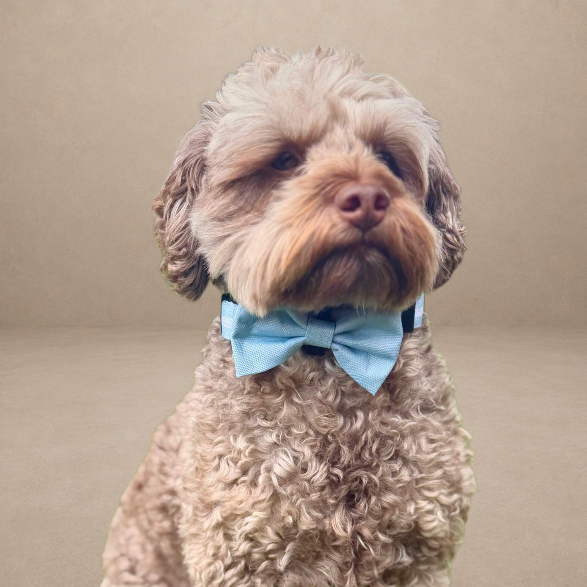 Dog Bow Tie - Pastel Blue