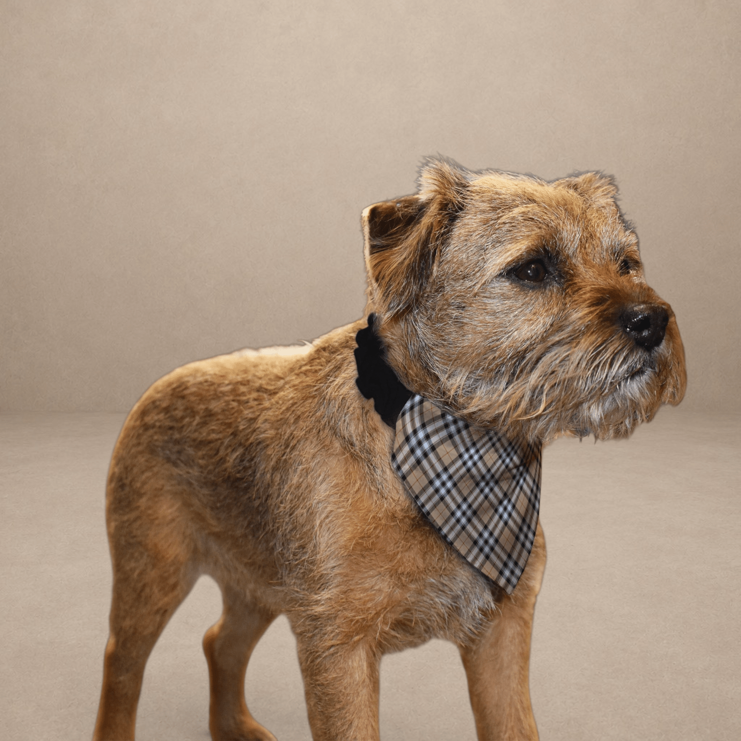 Beige Tartan - Dog Bandana - 4 Sizes