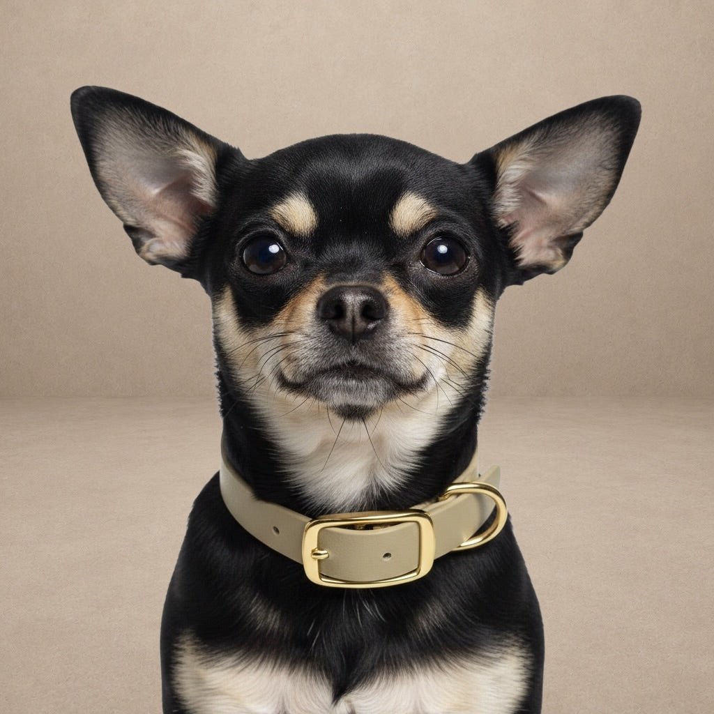 Beige Waterproof Biothane Buckle Dog Collar
