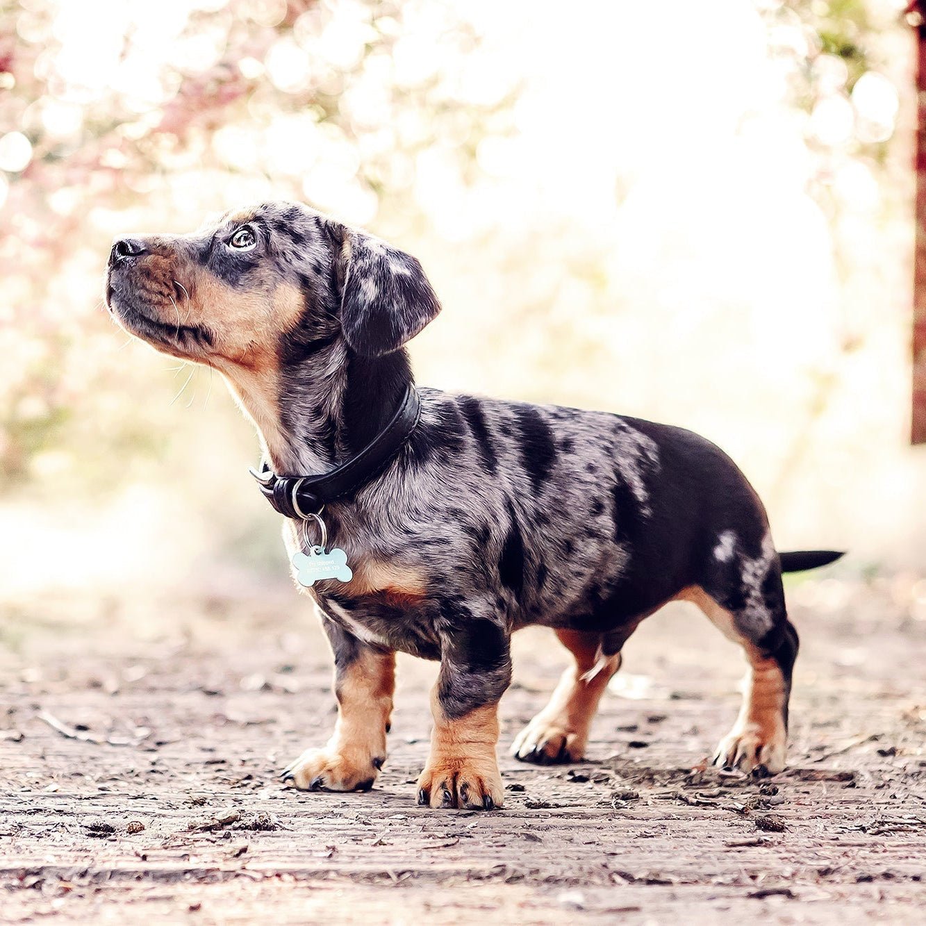 Black Leather Dog Collar