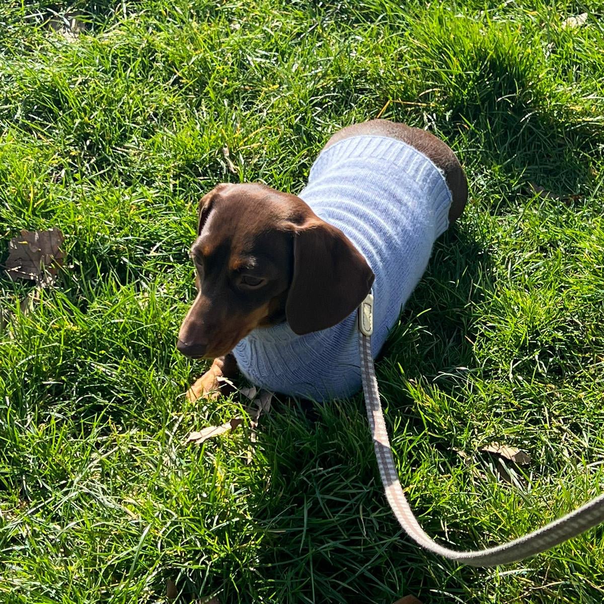 Blue Cashmere Plain Dog Jumper