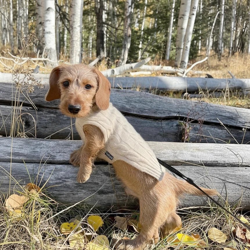 Cashmere Dog Jumper, Natural