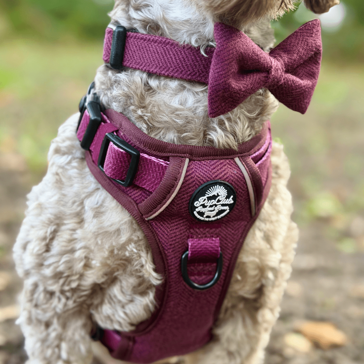 Dog Bow Tie - Berry Tweed