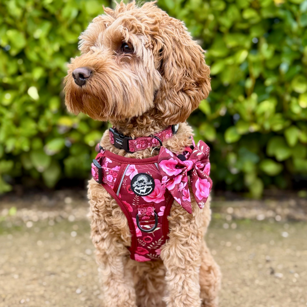 Dog Sailor Bow - Burgundy Bloom