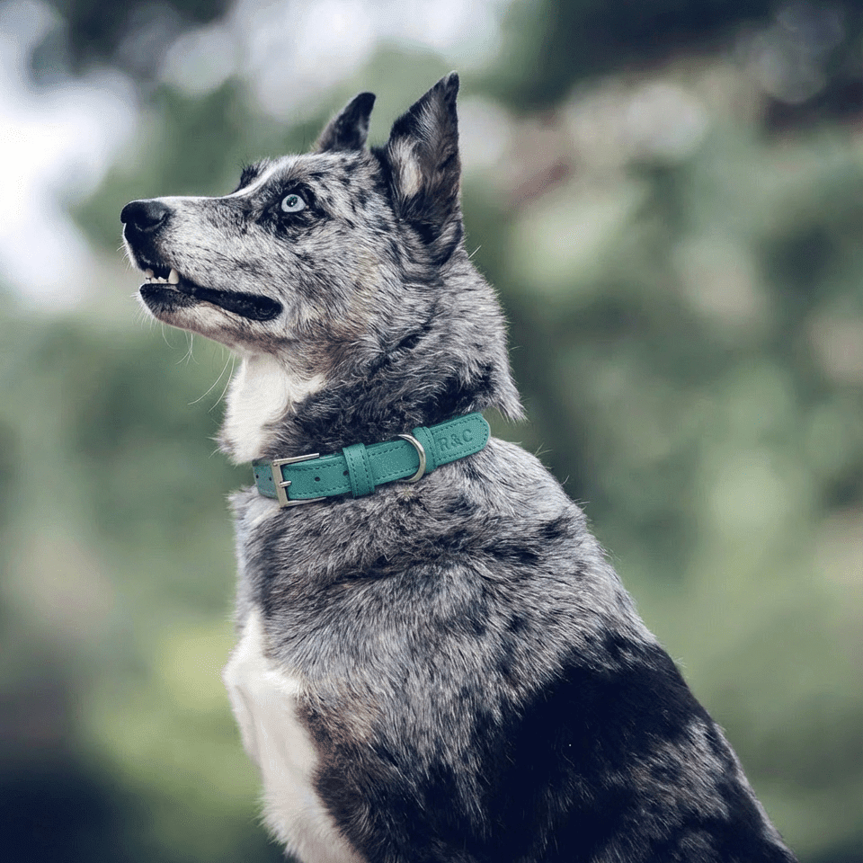 Duck Egg Blue Leather Dog Collar