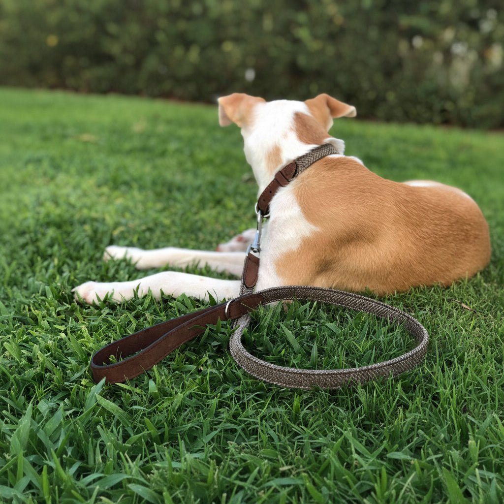 Herringbone & Leather Lead - Lincoln