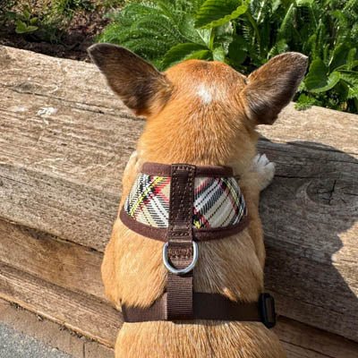 Luxury Brown Tartan Harness by My Pup and Me
