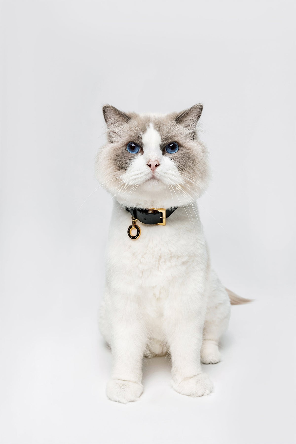 Premium Leather Collar