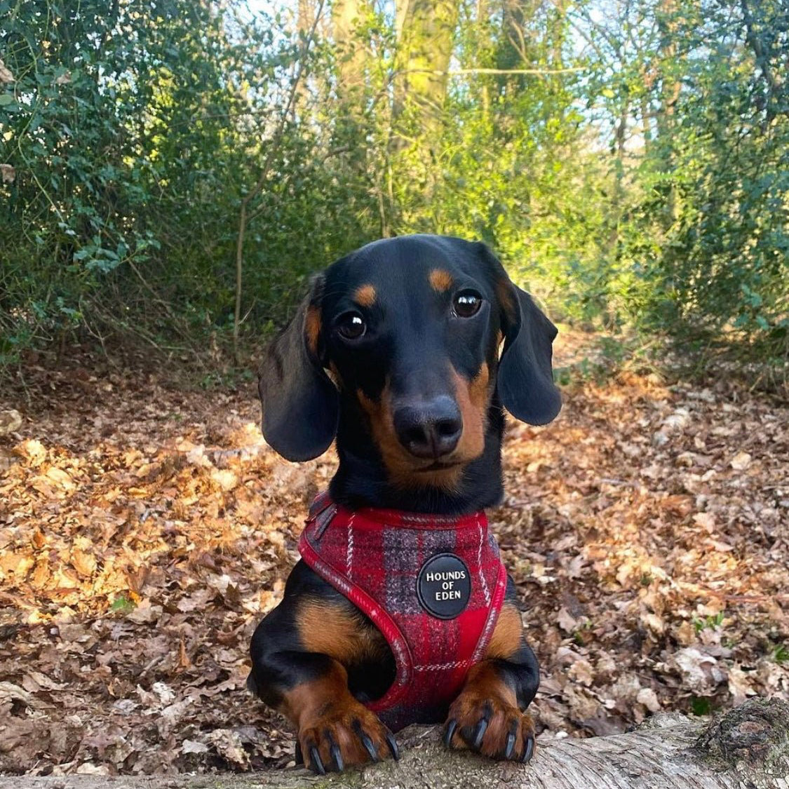 'Sammi' - Red & Grey Check Dog Harness