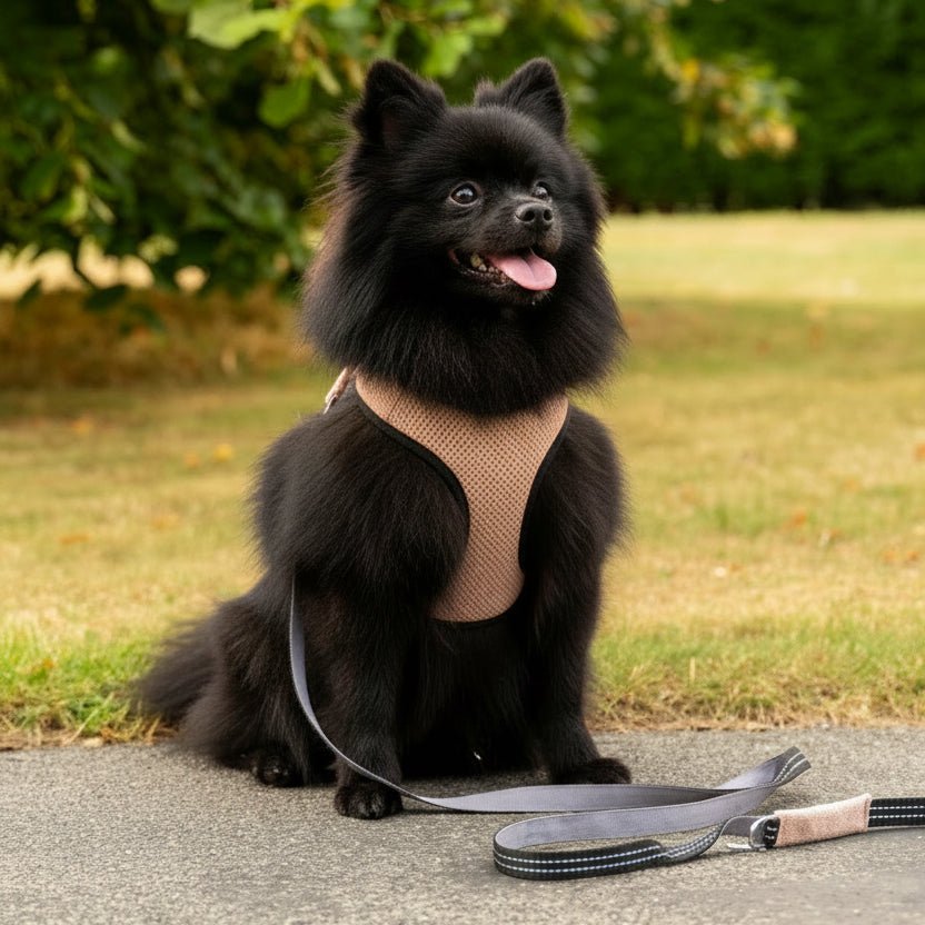 Soho Poms x Bowl & Bone Republic Mayfair Harness - Salmon
