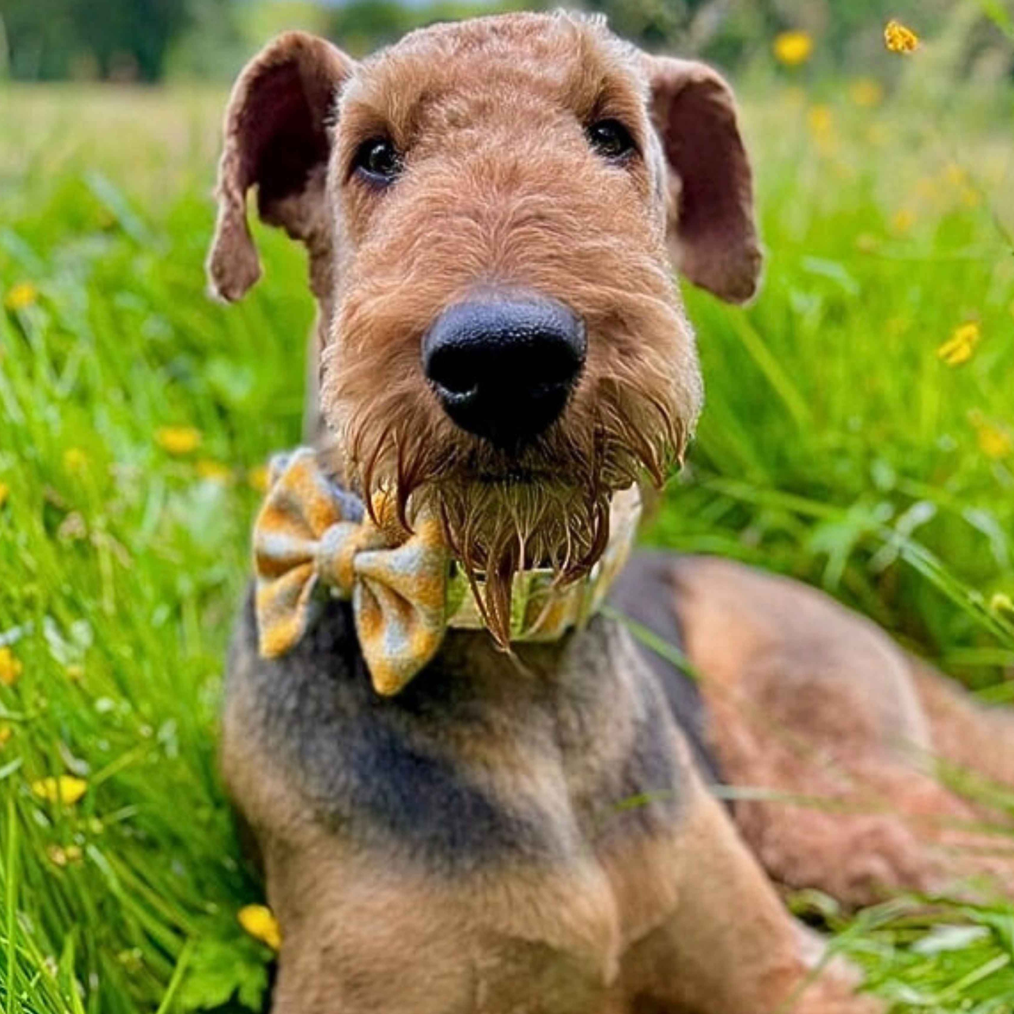 Sunflower Check - Buckle Fastening Luxury Harris Tweed Dog Collar