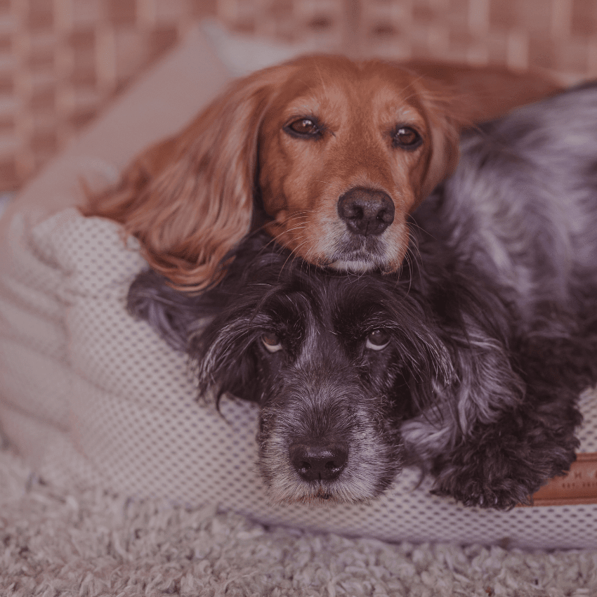 THE CHATSWORTH | LUXURY MEMORY FOAM BED