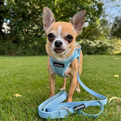 Tiny Trails Step In Air Mesh Puppy and Small Dog Harness Baby Blue