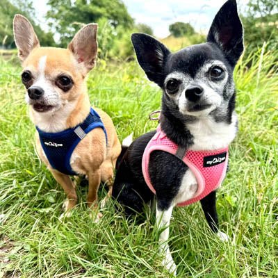 Tiny Trails Step In Air Mesh Puppy and Small Dog Harness Navy