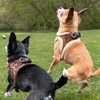 Tiny Trails Step In Luxury Leopard Puppy and Small Dog Harness