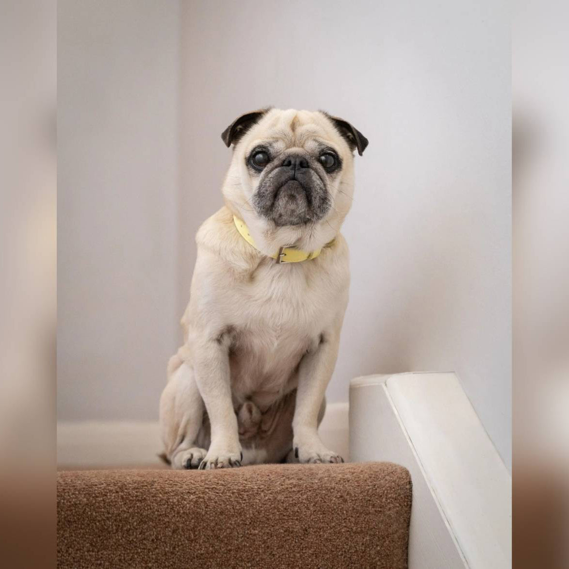 Yellow Leather Dog Collar