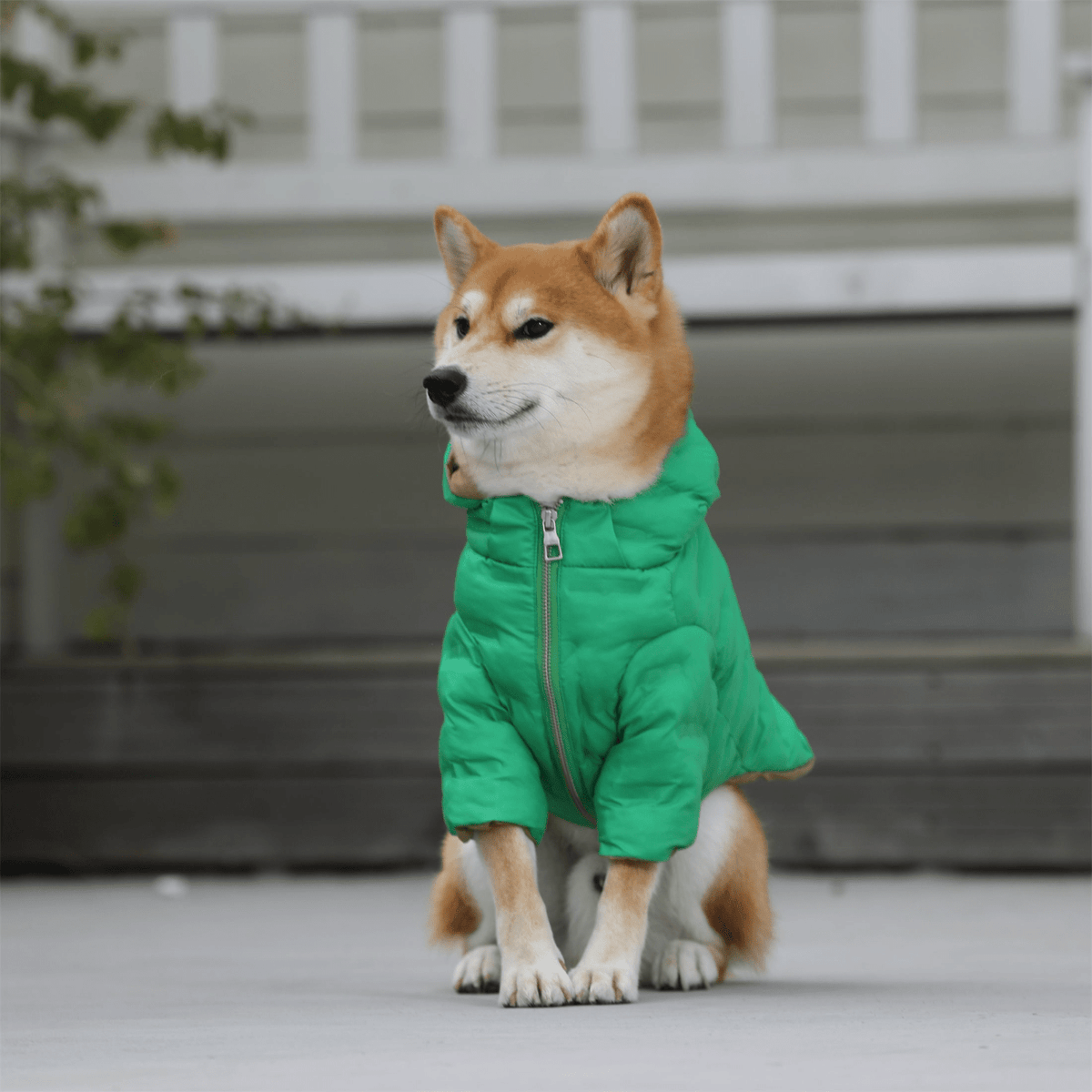 Zip-up Puffer Jacket with Hood