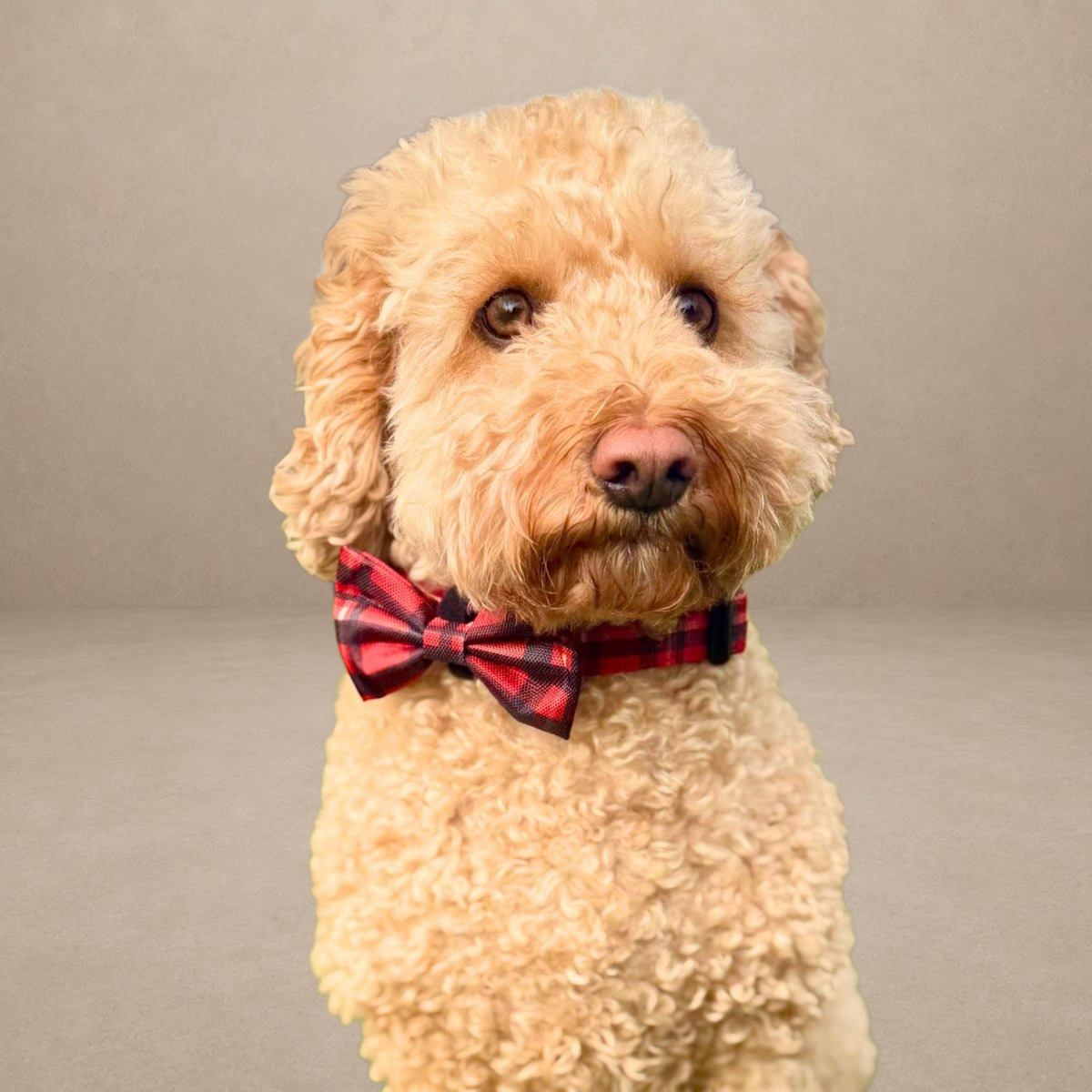 Dog Bow Tie - Red Tartan