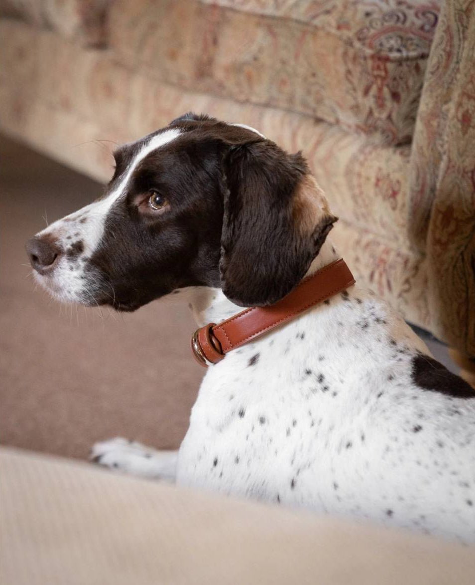 Brown Leather Dog Collar