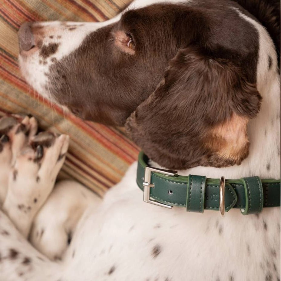 Green Leather Dog Collar