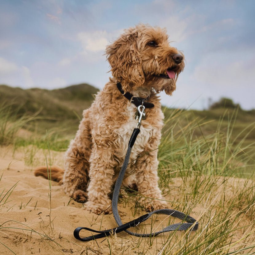 Herringbone & Leather Collar - Balmoral