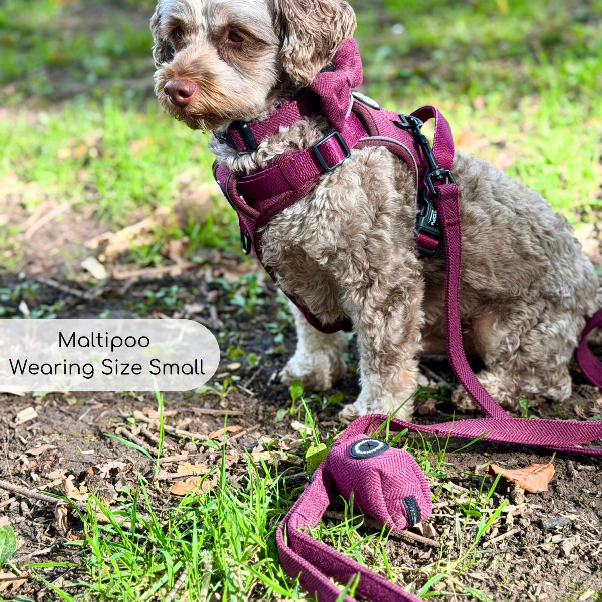 Lead - Berry Tweed