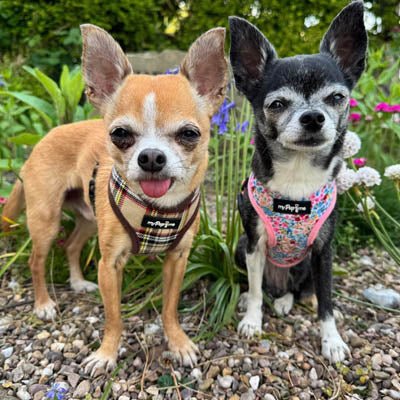Luxury Brown Tartan Harness by My Pup and Me