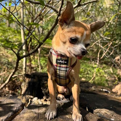 Luxury Brown Tartan Harness by My Pup and Me