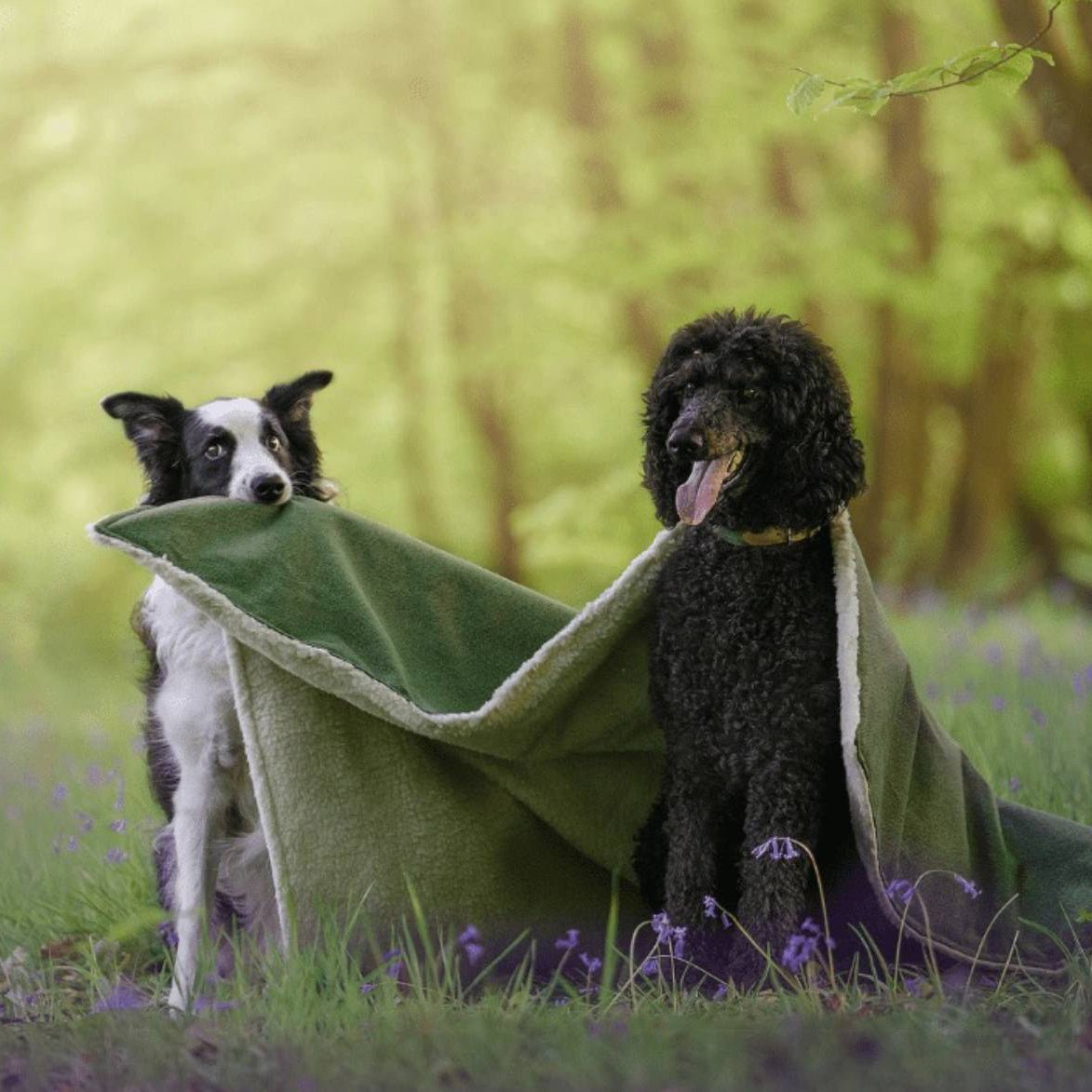 Luxury Washable Green Dog Blanket | Richmond