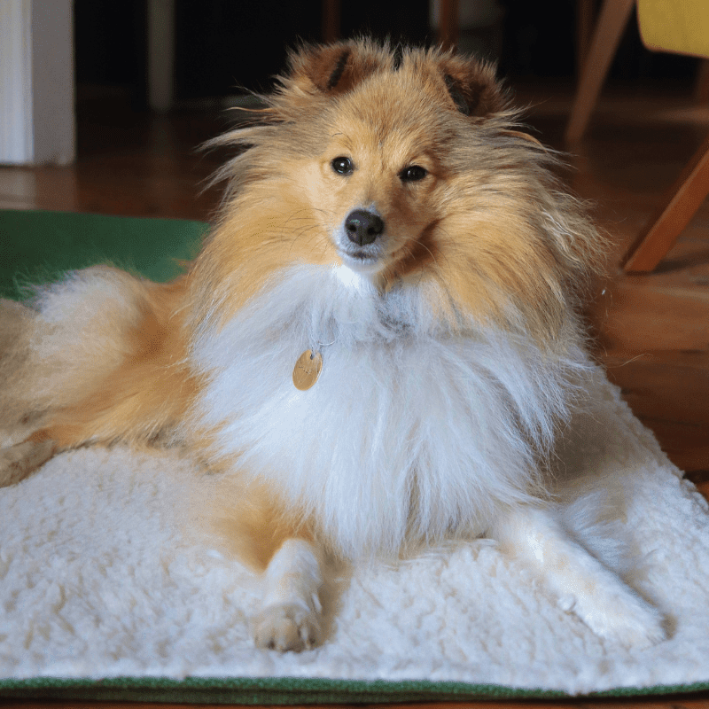 Luxury Washable Green Dog Blanket | Richmond