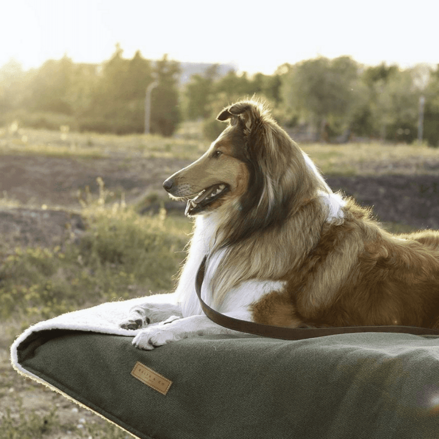 Luxury Washable Green Dog Blanket | Richmond