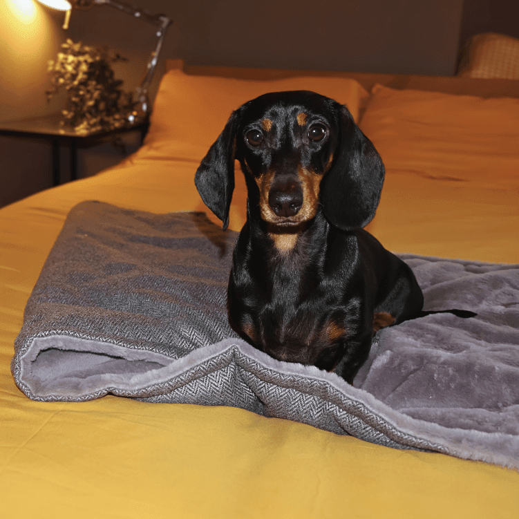 Luxury Washable Herringbone Dog Blanket | Balmoral