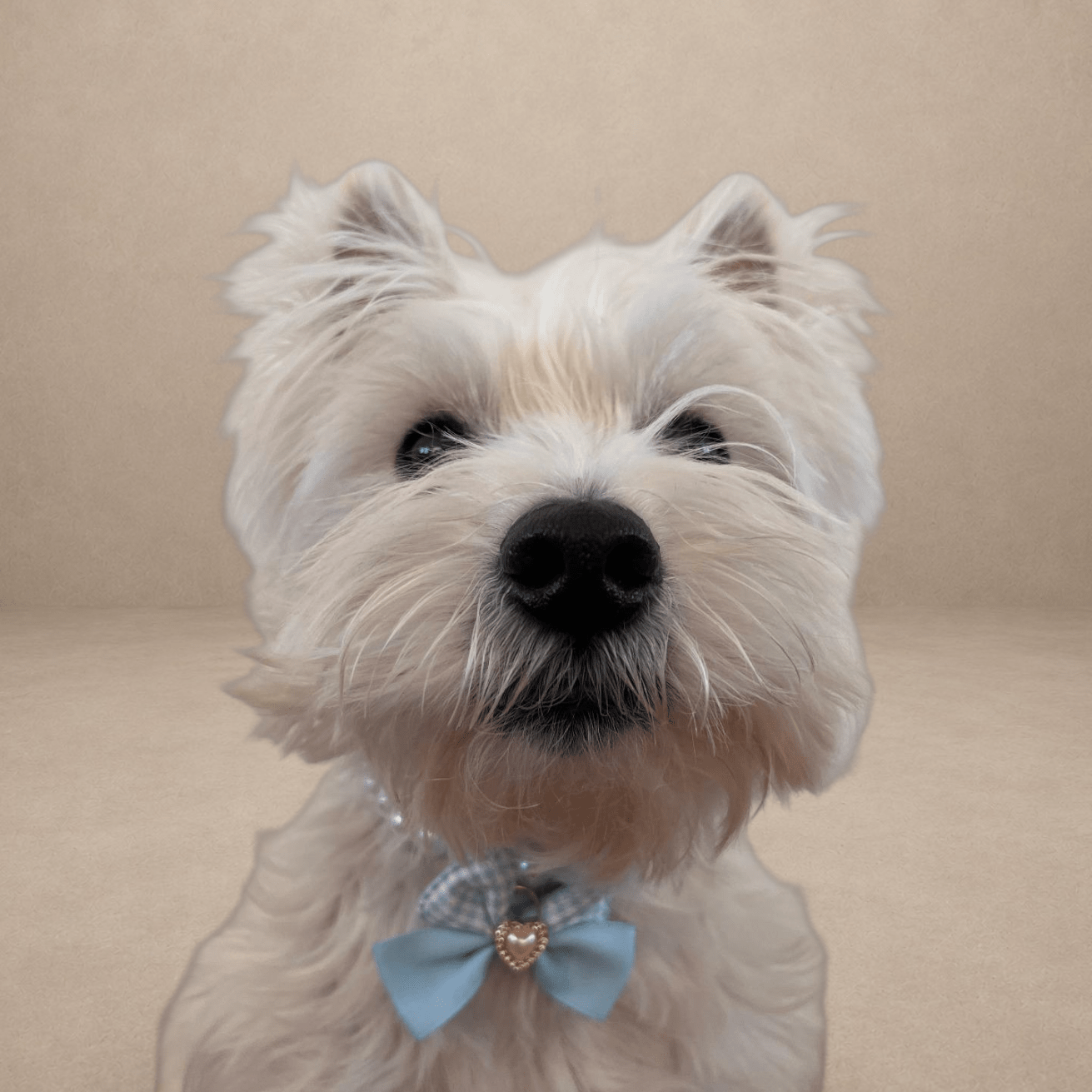Princess Pearl Pet Necklace – Blue Bow with Heart Pearl Pendant | Cute Pet Accessory