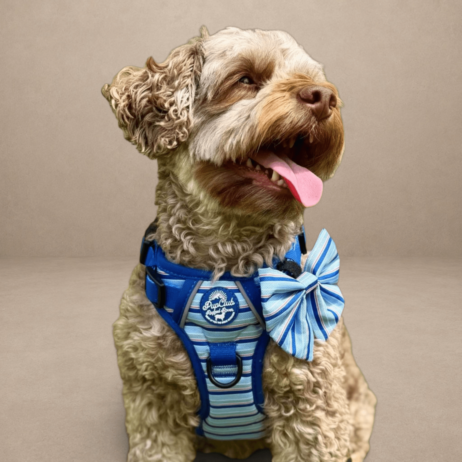 Rugged Rover™ Harness - Sea Breeze Stripes