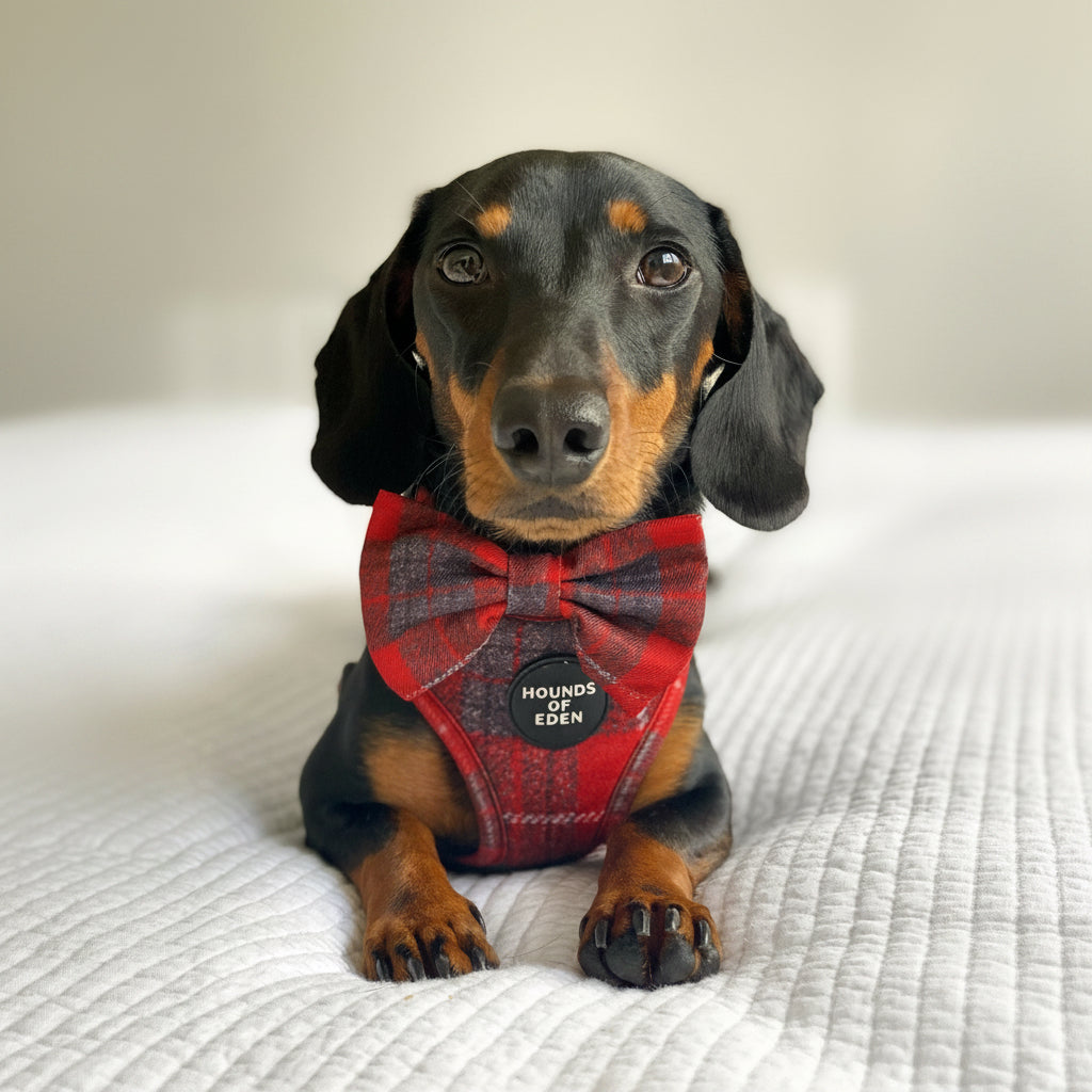 'Sammi' - Red & Grey Check Dog Harness