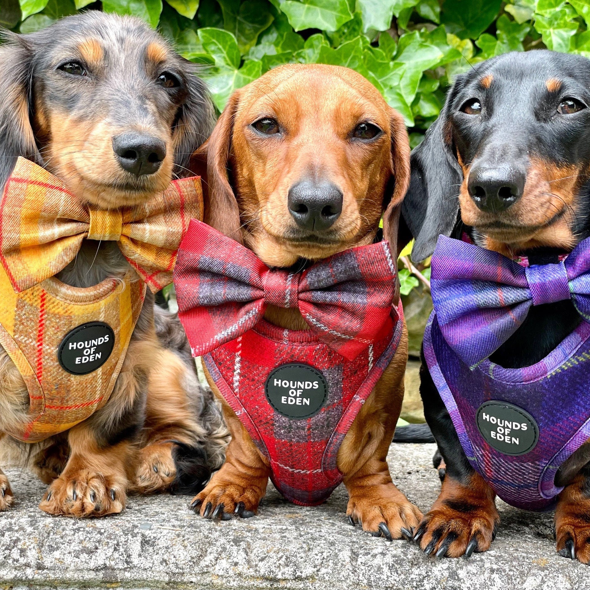 'Sammi' - Red & Grey Check Dog Harness