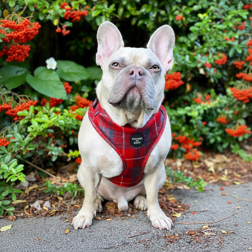 'Sammi' - Red & Grey Check Dog Harness