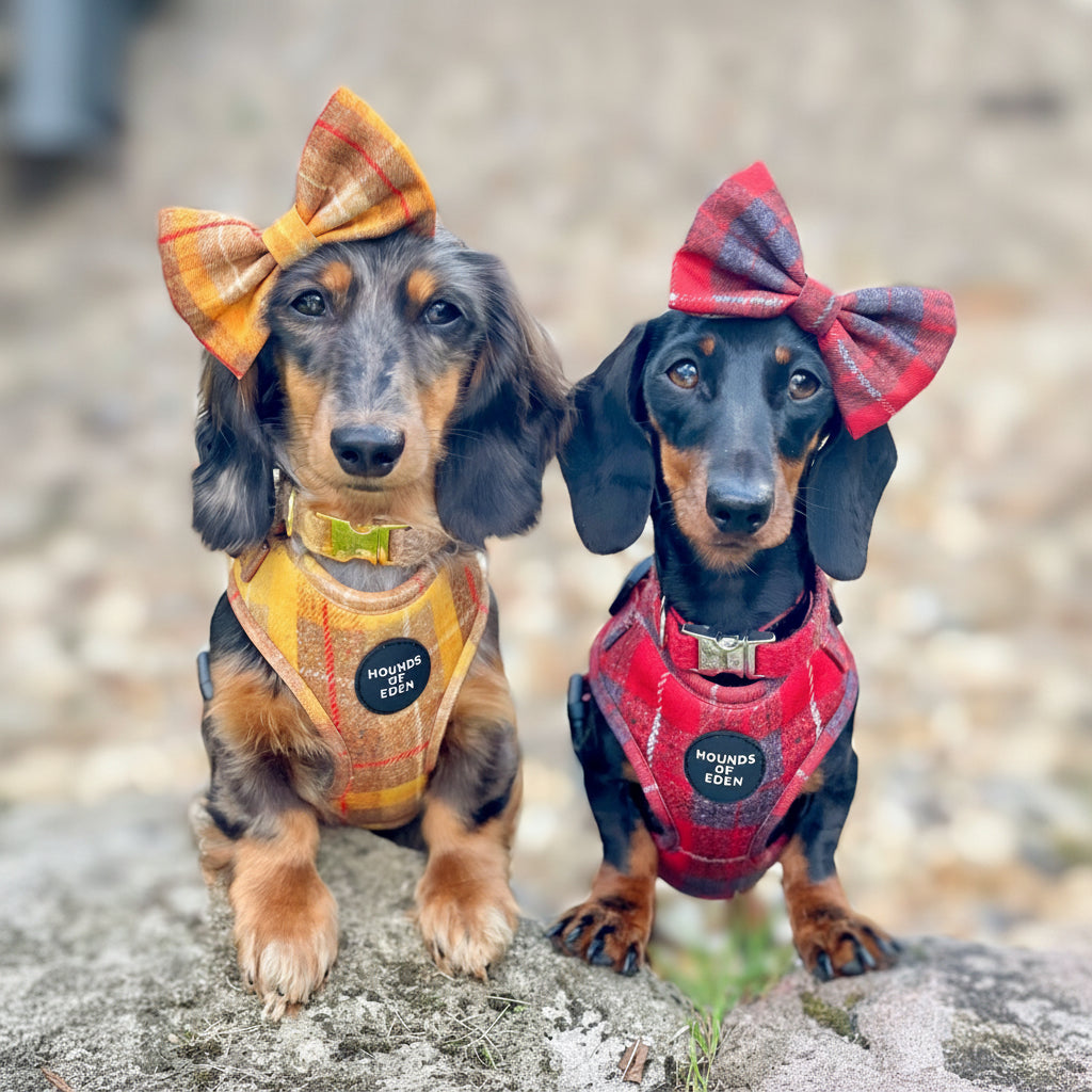 'Sammi' - Red & Grey Check Dog Harness