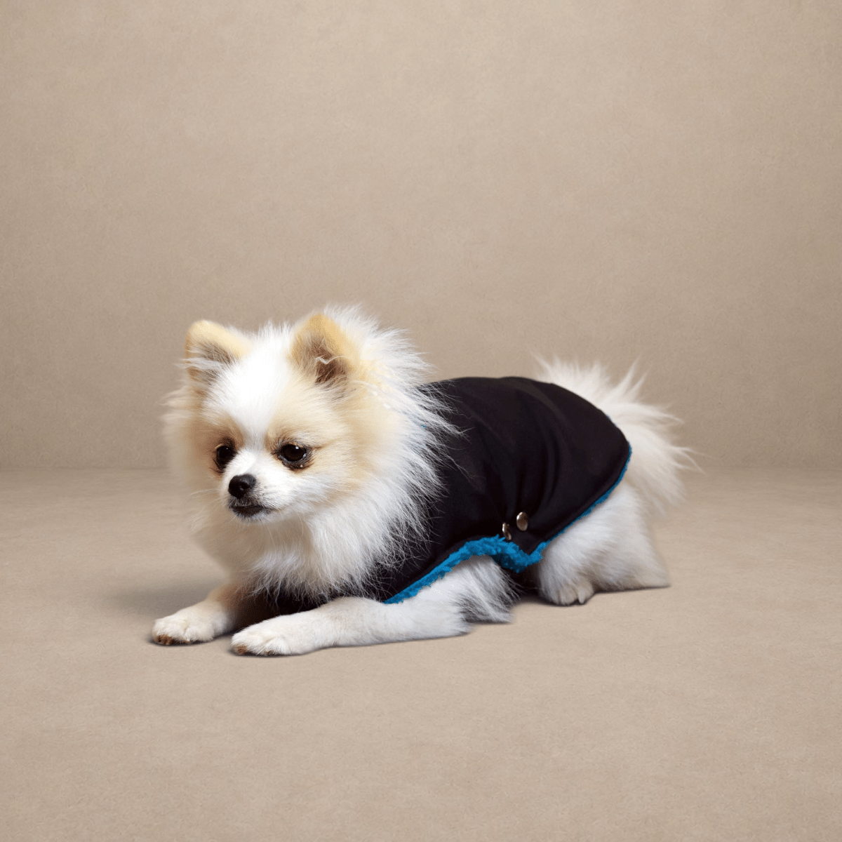 Soho Poms Black & Teal Teddy Bear Waterproof Dog Jacket