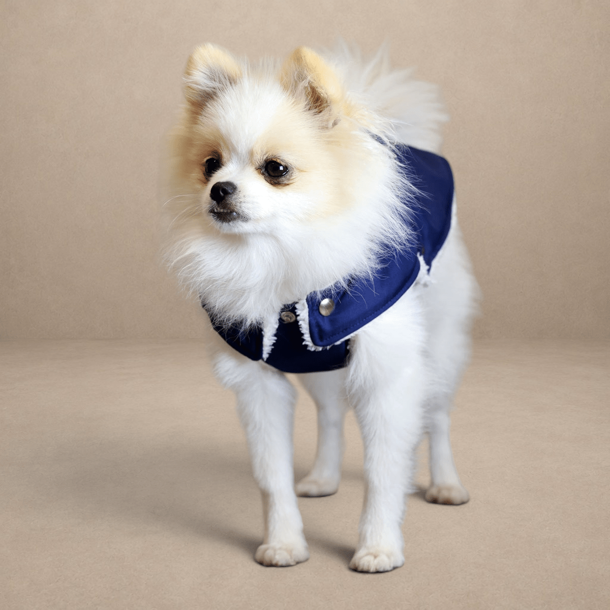 Soho Poms Blue & Ivory Teddy Bear Waterproof Dog Jacket