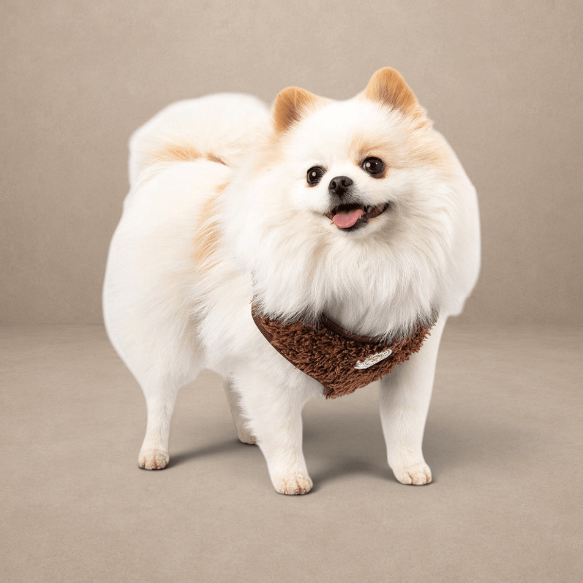 Soho Poms Carnaby Harness - Cocoa Bean