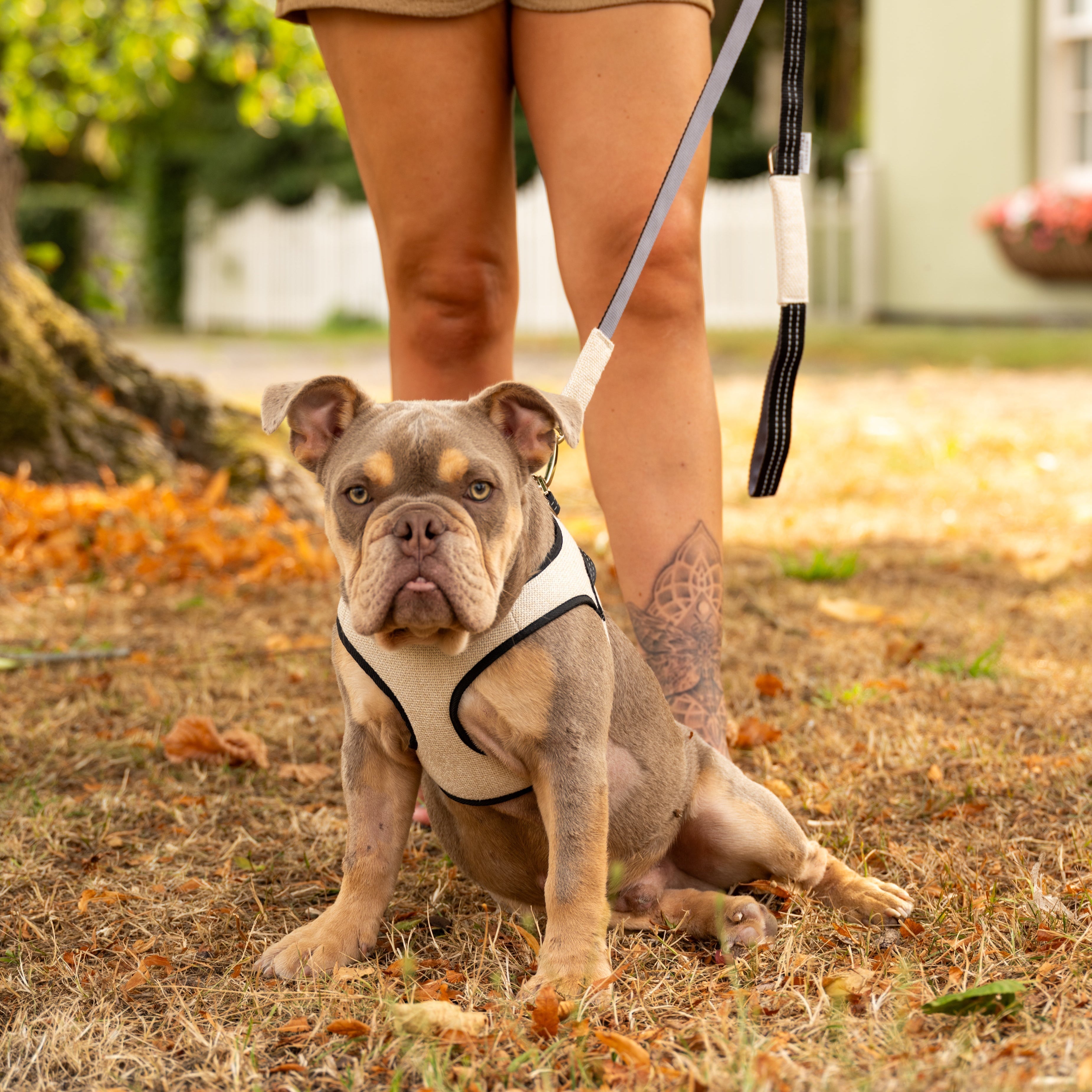 Soho Poms x Bowl & Bone Republic Mayfair Harness - Cream