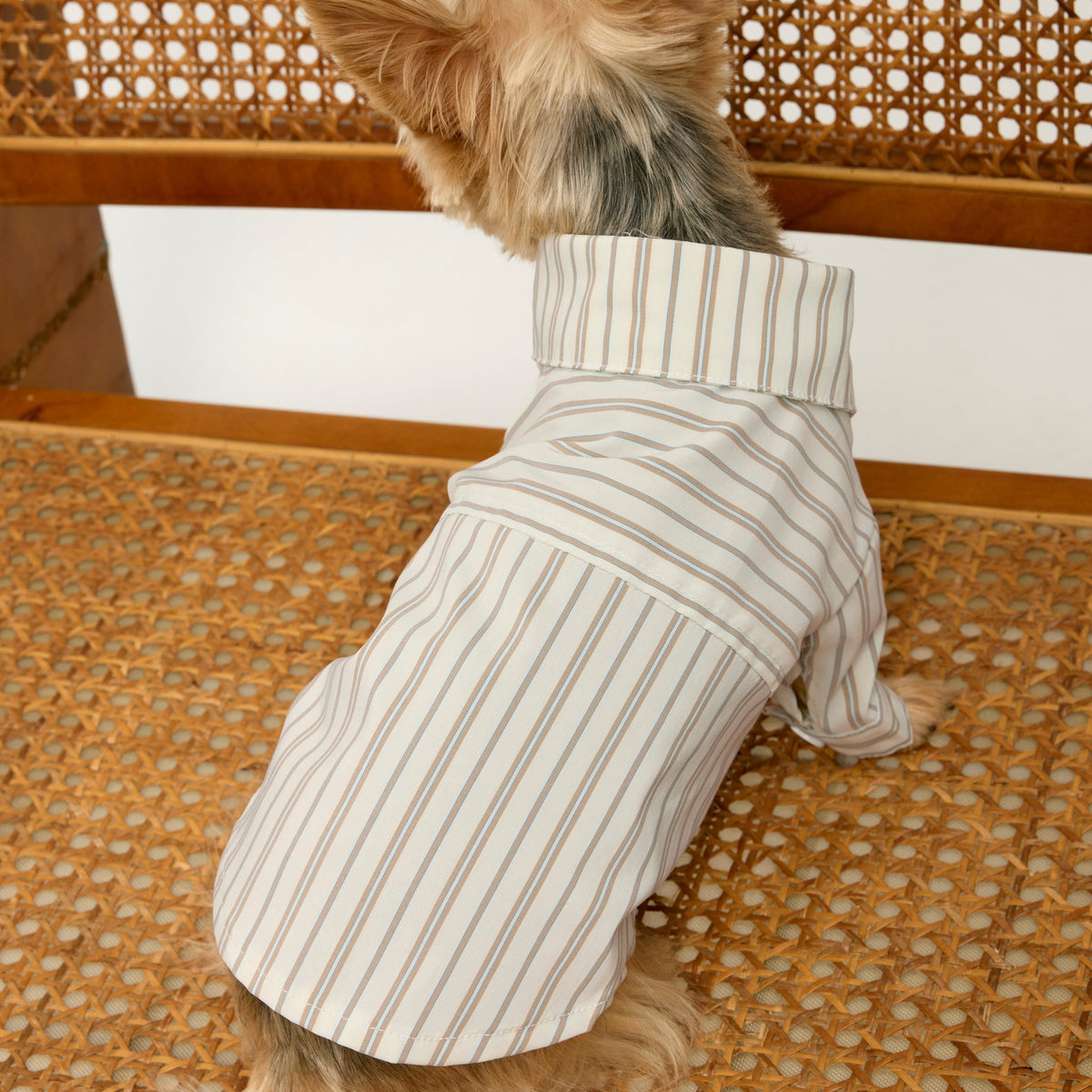 Striped Shirt