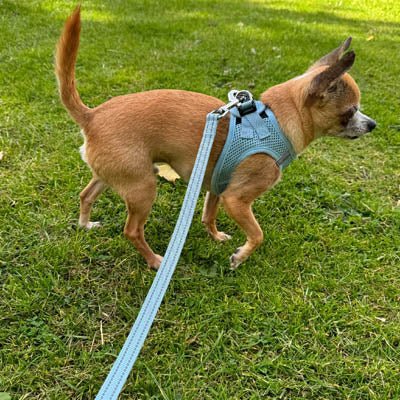 Tiny Trails Reflective 15mm Webbing Lead with Neoprene Handle Lining Baby Blue