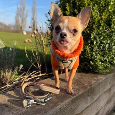 Tiny Trails Reflective 15mm Webbing Lead with Neoprene Handle Lining Caramel
