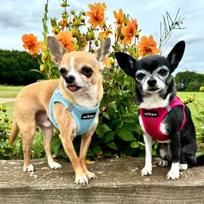 Tiny Trails Step In Air Mesh Puppy and Small Dog Harness Baby Blue