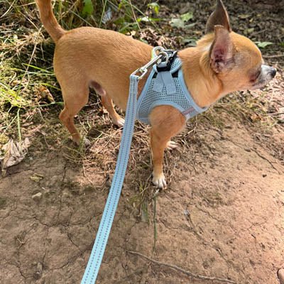 Tiny Trails Step In Air Mesh Puppy and Small Dog Harness Baby Blue