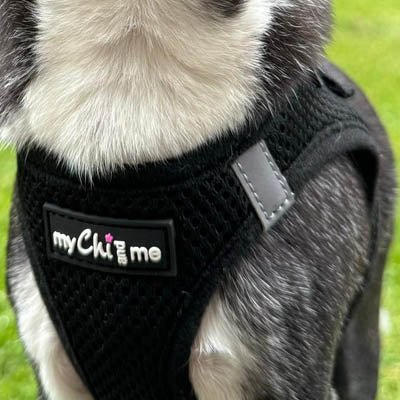 Tiny Trails Step In Air Mesh Puppy and Small Dog Harness Black