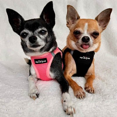 Tiny Trails Step In Air Mesh Puppy and Small Dog Harness Black