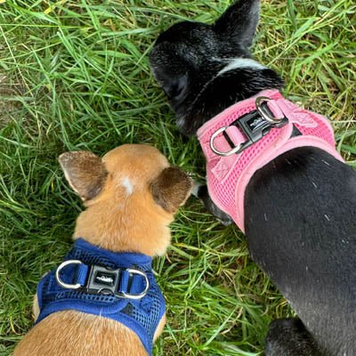 Tiny Trails Step In Air Mesh Puppy and Small Dog Harness Pink